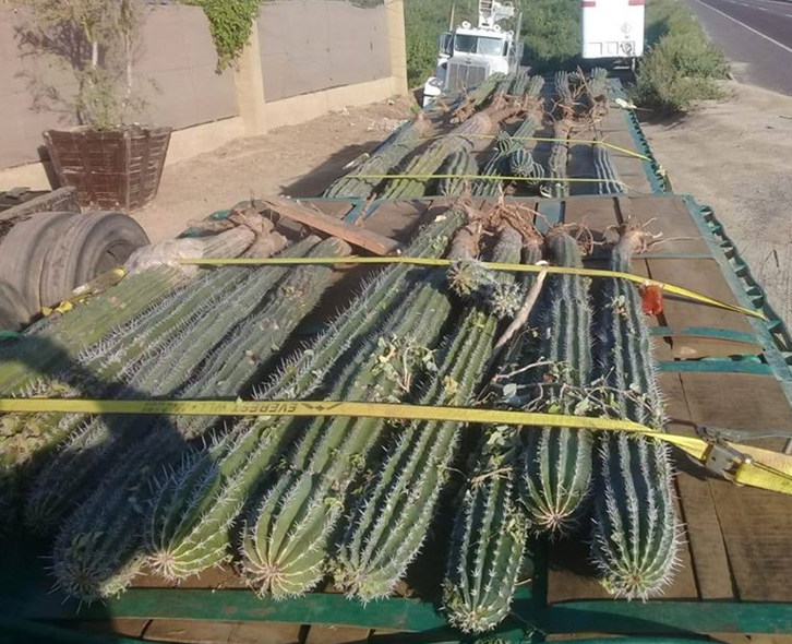 PROFEPA cactus